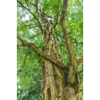 Natural Sandalwood Plants